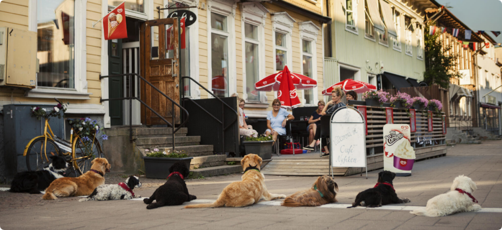 Duktig Hund! Västra Götaland Göteborg