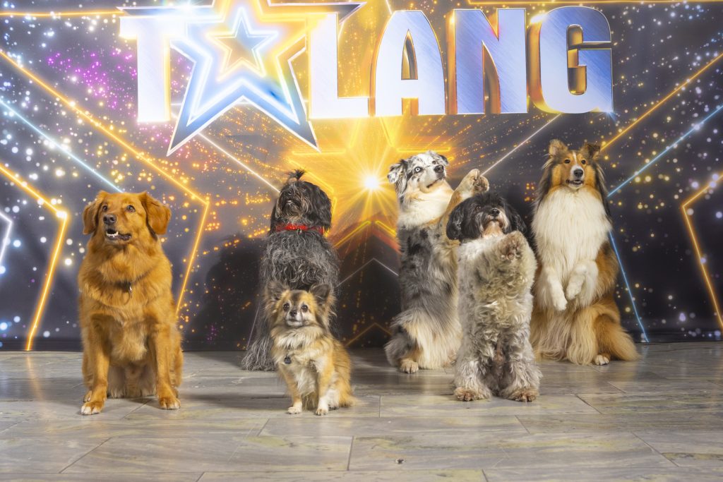 Hundteatern - Auditionbild