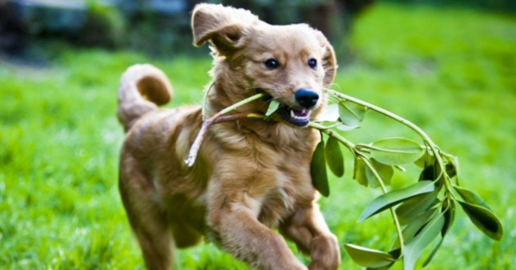 Glad valp springer med gren i munnen på gräsmatta under lek och socialisering på valpkurs i Göteborg.