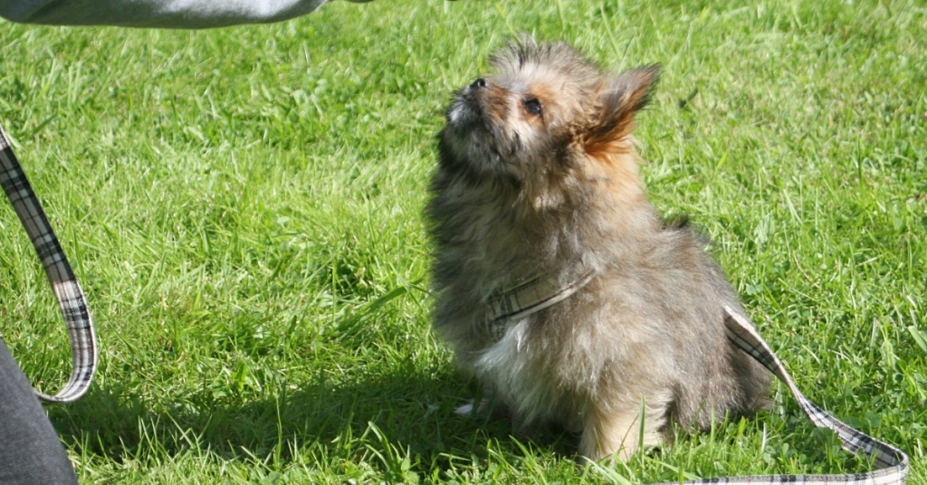 Liten långhårig valp övar kontaktövning och tittar uppmärksamt upp under valpkurs hos Hundakademin.