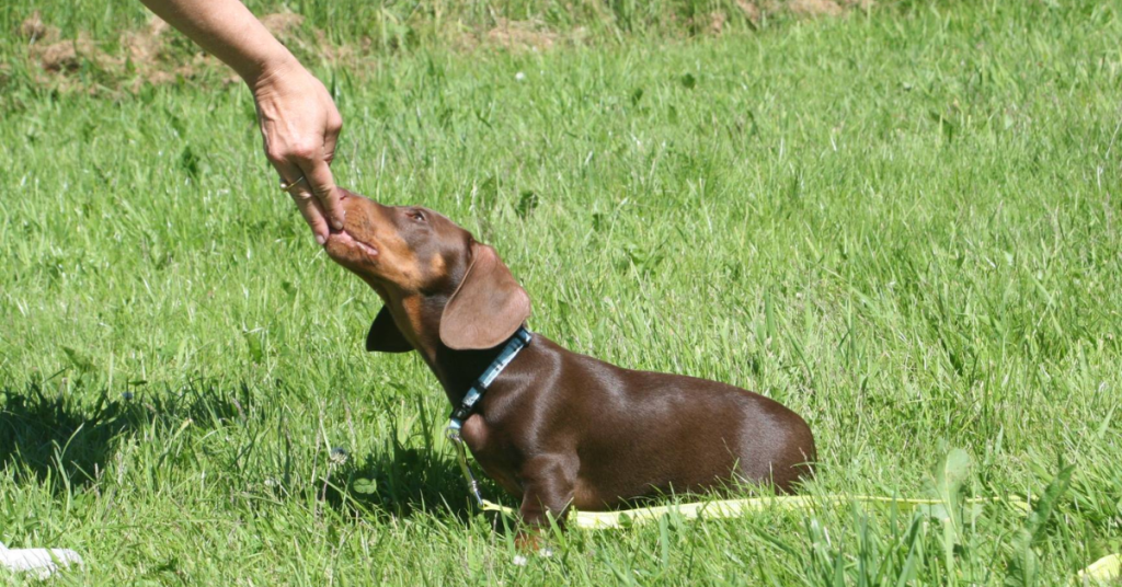 Brun taxvalp tittar koncentrerat upp mot hand som ger belöning under valpkurs på Hundakademins kursgård i Göteborg.