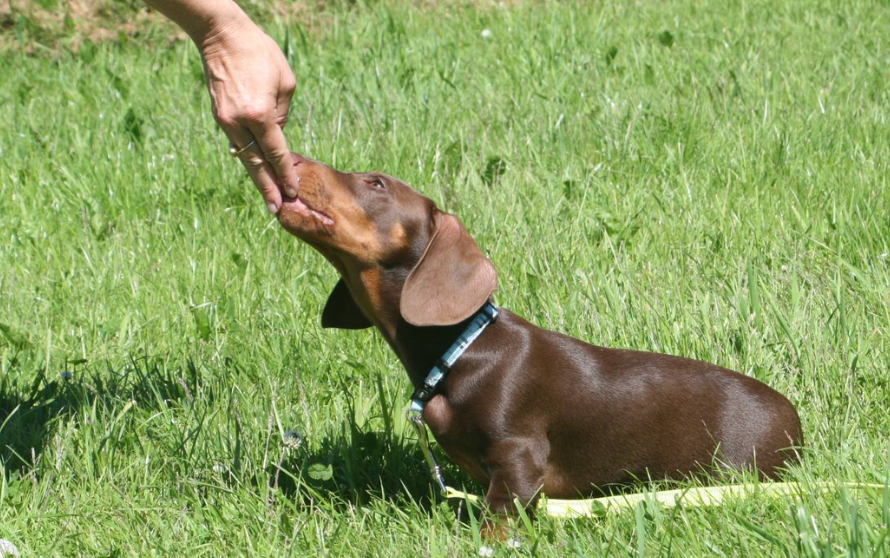 Brun taxvalp tittar koncentrerat upp mot hand som ger belöning under valpkurs på Hundakademins kursgård i Göteborg.