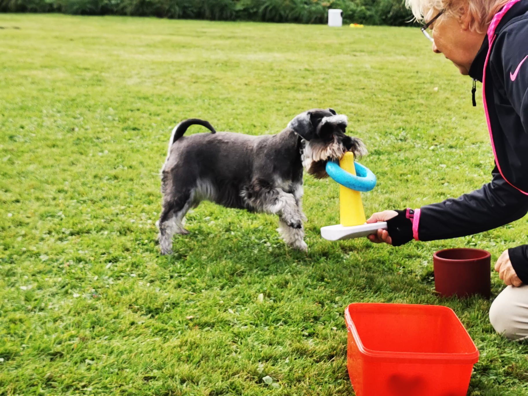 LÄR HUNDEN ATT SAMARBETA